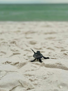 sea turtle crawl