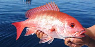 red_snapper