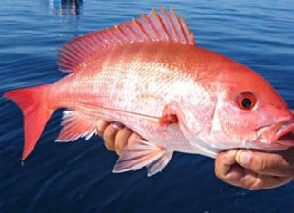 103-Day Gulf Red Snapper Recreational Season for 2024! red_snapper