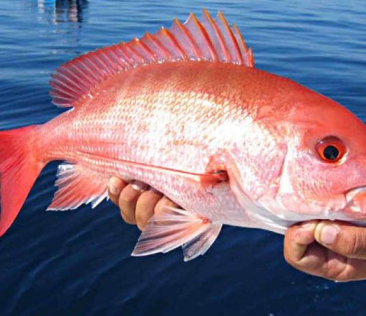 red_snapper