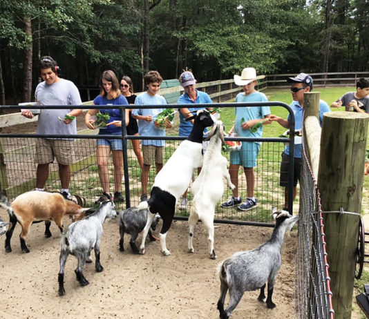 westonwood ranch goats