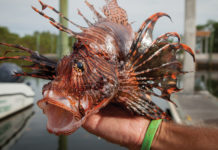 Lionfish