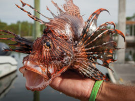 Lionfish