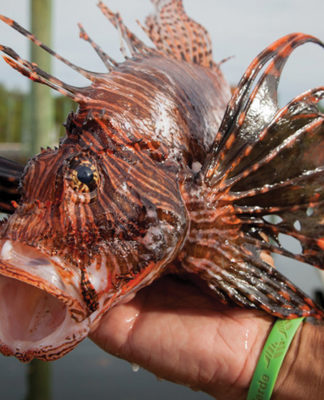 Lionfish