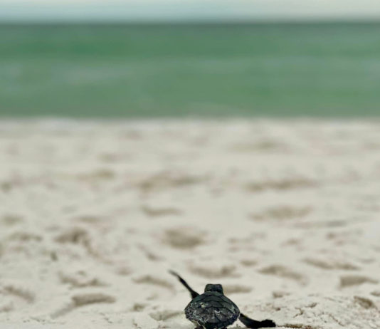 sea turtle crawl