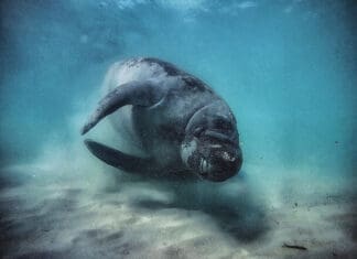 It’s Manatee Awareness Month