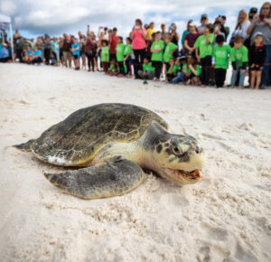 Gulfarium C.A.R.E. Center Releases Sea Turtles