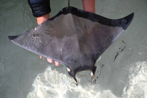 Coastal Resource Team Joins Unique Devil Ray Research