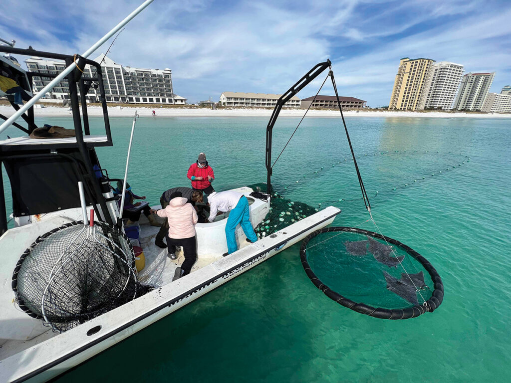 Coastal Resource Team Joins Unique Devil Ray Research