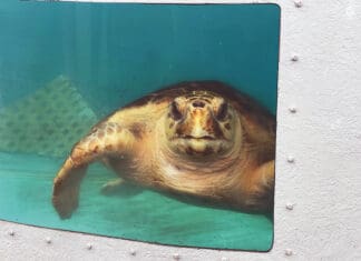 Talking Turtles with Marine Biologist Jessica Valek