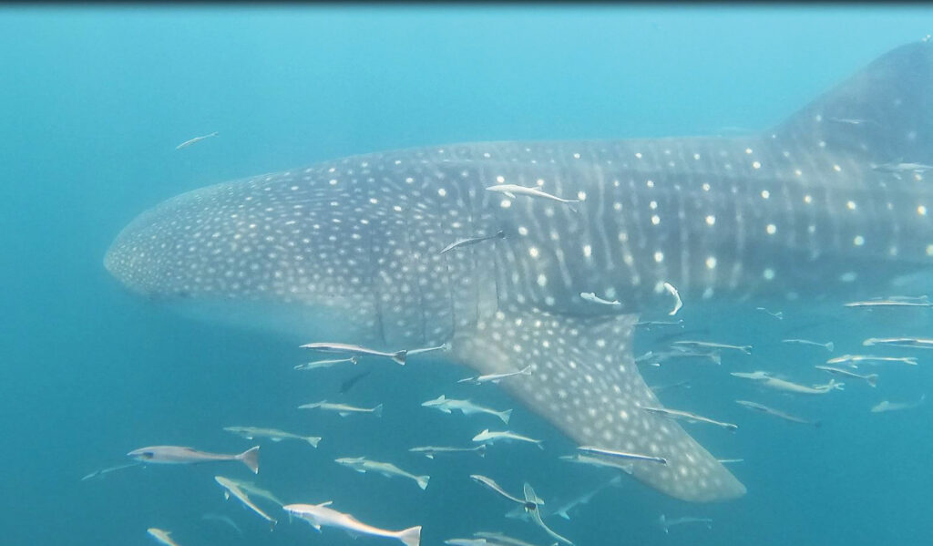 Whale Sharks in Gulf - Oliver