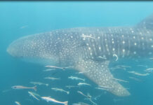 Whale Sharks in Gulf - Oliver