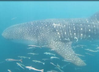 Whale Sharks in Gulf Spark Unique Tagging Effort Whale Sharks in Gulf - Oliver