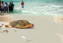 Gulfarium C.A.R.E. Center Sea turtle release