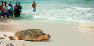 Gulfarium C.A.R.E. Center Sea turtle release