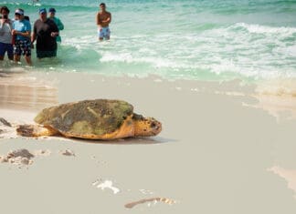 Six Rehabilitated Sea Turtles Released Gulfarium C.A.R.E. Center Sea turtle release