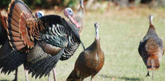 wild turkeys