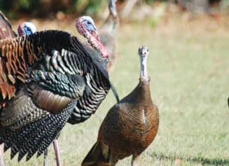 Wild Turkey for Your Thanksgiving? wild turkeys