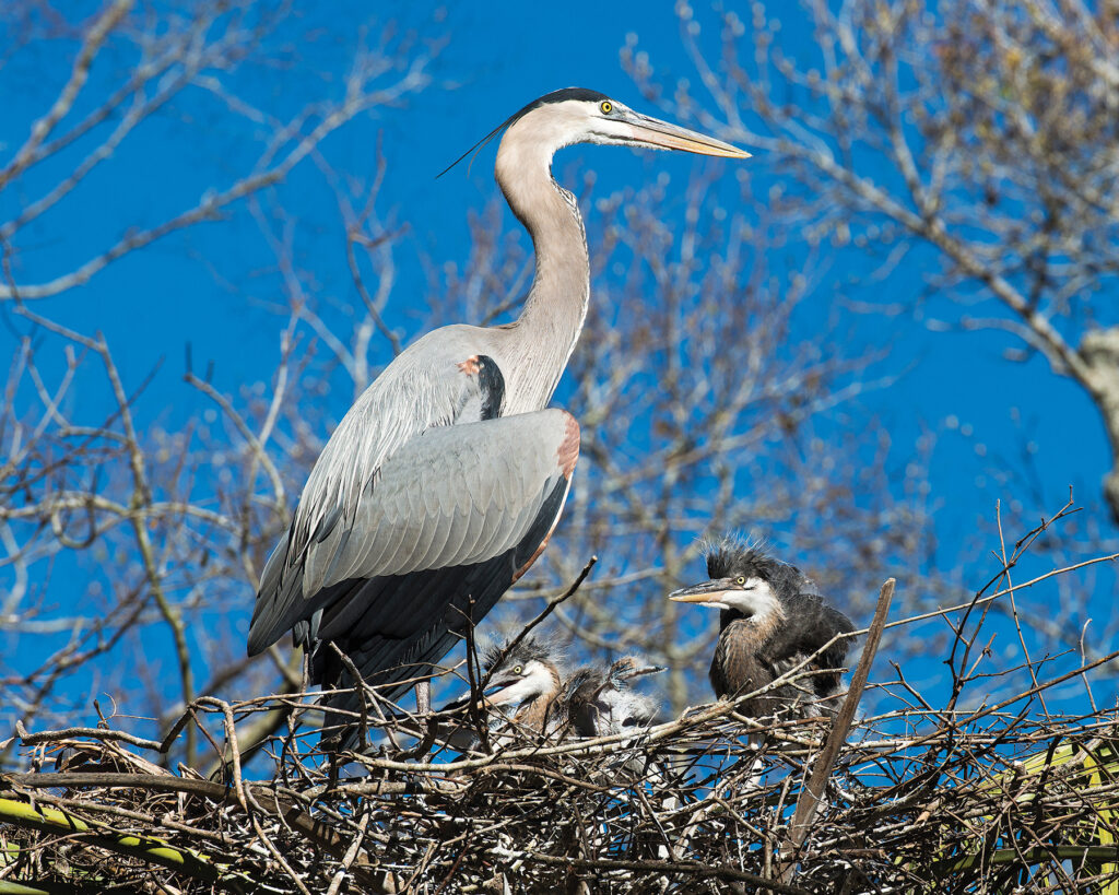 Blue Heron adult and babies close-up profile view on the nest, displaying their blue plumage feathers, wings, beak, eye, long legs with a blue sky background. Heron Picture.