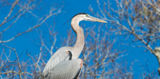 Blue Heron adult and babies close-up profile view on the nest, displaying their blue plumage feathers, wings, beak, eye, long legs with a blue sky background. Heron Picture.