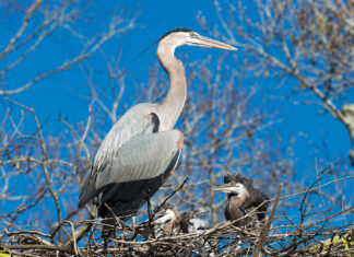 Blue Heron adult and babies close-up profile view on the nest, displaying their blue plumage feathers, wings, beak, eye, long legs with a blue sky background. Heron Picture.