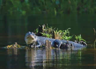 Have a Safety Plan Before a Storm: Learn How to Prevent Unwanted Wildlife Encounters Alligator