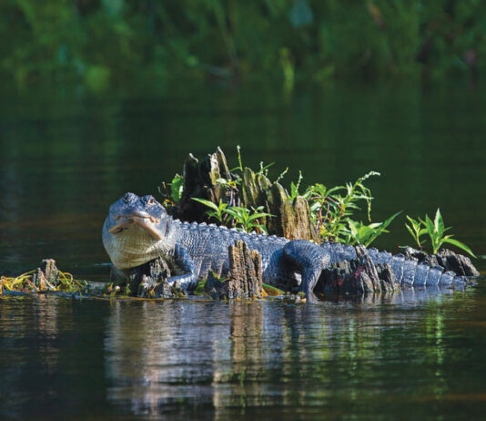 Alligator