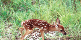 Deer fawn