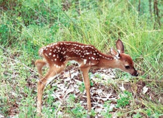 Wildlife Is More Active in Spring Deer fawn