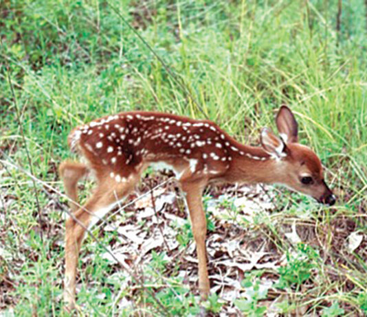 Deer fawn