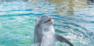 Gulfarium dolphin