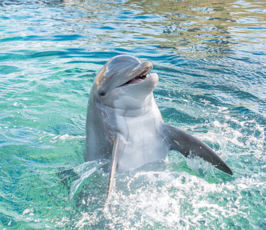 Gulfarium dolphin