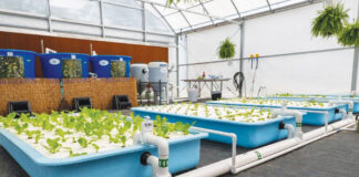 Freeport High School Students Explore Aquaponics