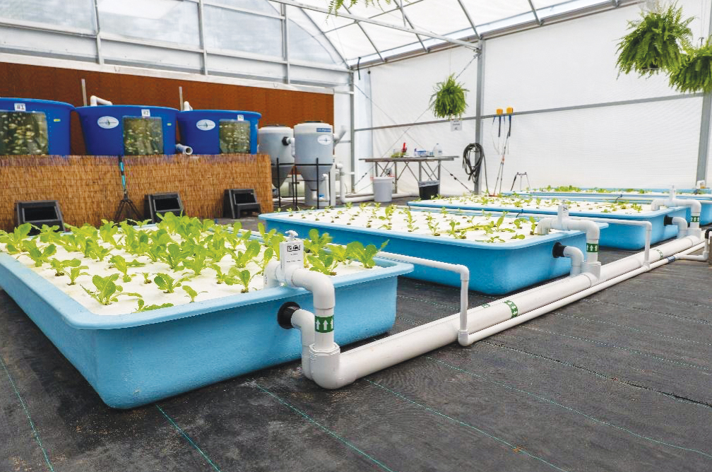 Freeport High School Students Explore Aquaponics