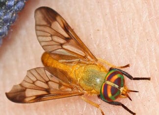 Yellow Fly Season! Are You Ready? yellow fly