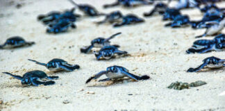 Turtle Hatchlings taking their first steps down the beach and into the ocean