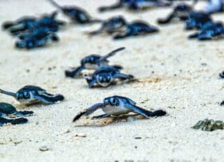 Lights Out. Stash the Trash. It’s Sea Turtle Nesting Season! Turtle Hatchlings taking their first steps down the beach and into the ocean