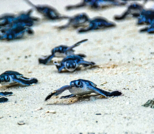 Turtle Hatchlings taking their first steps down the beach and into the ocean