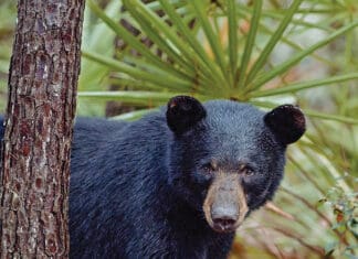 The “Bear” Necessities of Conservation The Paper Bear