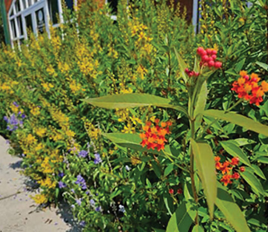 Walton County Master Gardeners Receive Coveted Legacy Award