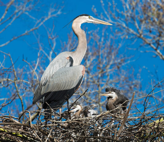 Blue Heron adult and babies close-up profile view on the nest, displaying their blue plumage feathers, wings, beak, eye, long legs with a blue sky background. Heron Picture.