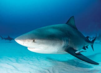 Local Marine Biologist’s Shark Insights and Safety Tips Bull shark swims along white sand at the bottom of the ocean.