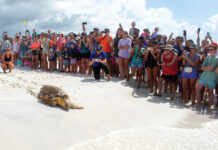 Gulfarium C.A.R.E. Center Celebrates Historic Release of Kemp’s Male Ridley Sea Turtle!