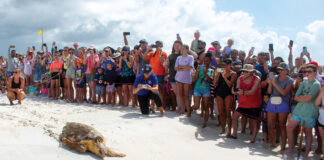 Gulfarium C.A.R.E. Center Celebrates Historic Release of Kemp’s Male Ridley Sea Turtle!