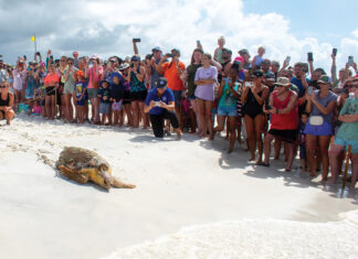 Gulfarium C.A.R.E. Center Celebrates Historic Release of Kemp’s Male Ridley Sea Turtle!