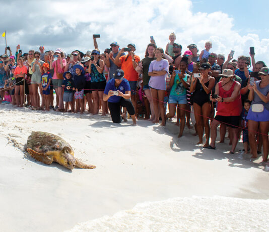 Gulfarium C.A.R.E. Center Celebrates Historic Release of Kemp’s Male Ridley Sea Turtle!