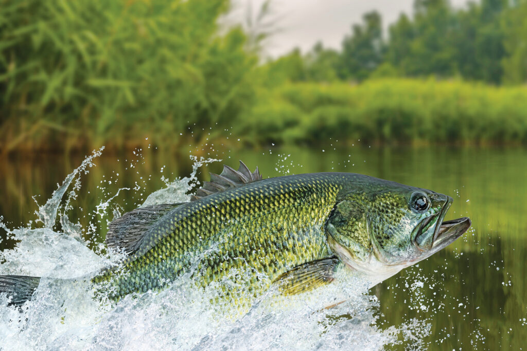 Bass fishing. Largemouth perch fish jumping with splashing in water