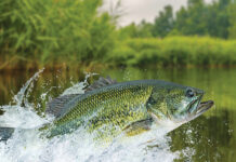 Bass fishing. Largemouth perch fish jumping with splashing in water