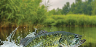 Bass fishing. Largemouth perch fish jumping with splashing in water