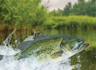 Fishing News August 2024 Bass fishing. Largemouth perch fish jumping with splashing in water